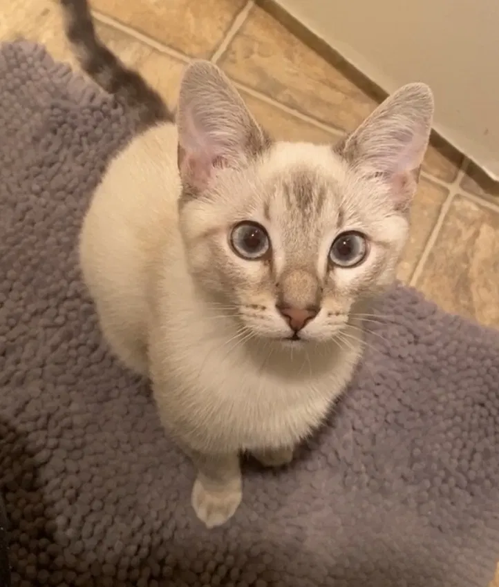 Lost cat in Los Angeles, CA, 90012