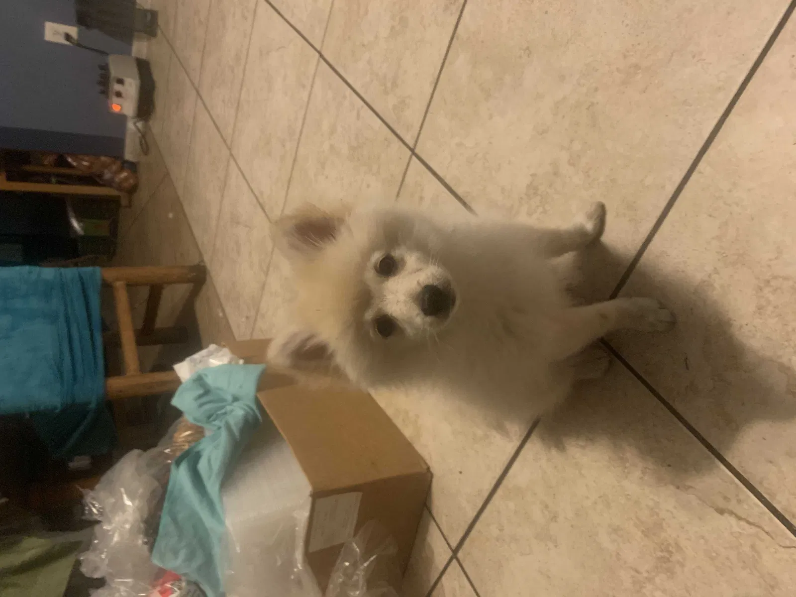 Lost dog in Baldwin Park, CA, 91706