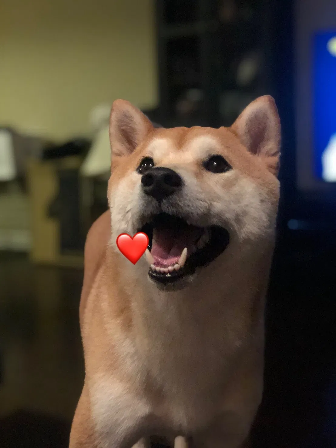Lost dog in Arcadia, CA, 91007