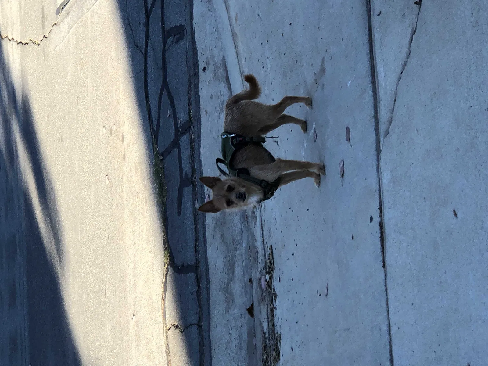 Found dog in Moreno Valley, CA, 92555