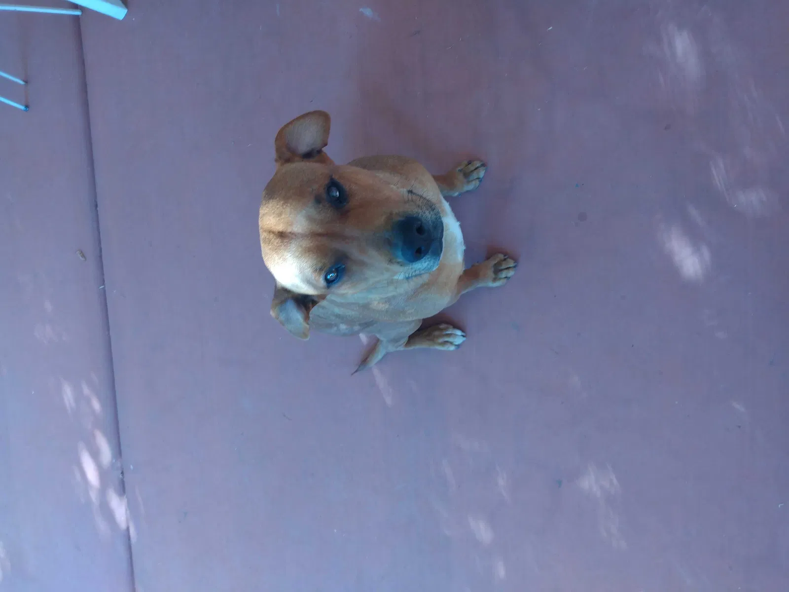Found dog in Phoenix, AZ, 85012