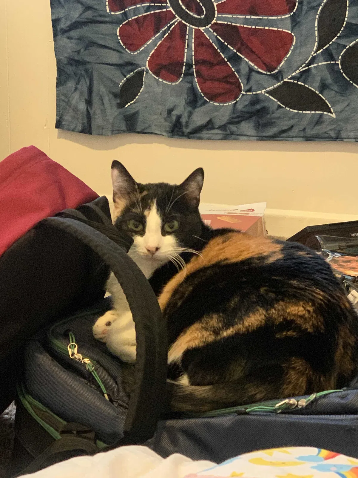 Lost cat in Oregon City, OR, 97045