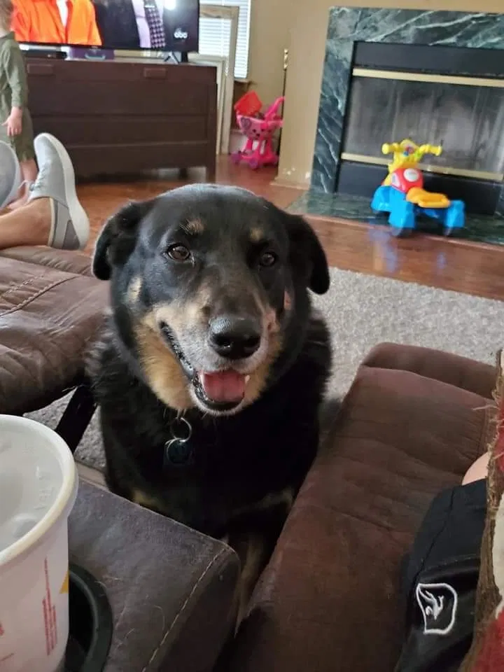 Lost dog in Temple, TX, 76501