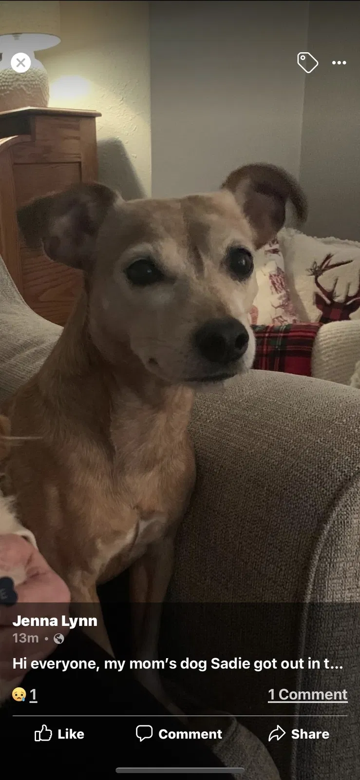 Lost dog in Grafton, WI, 53024