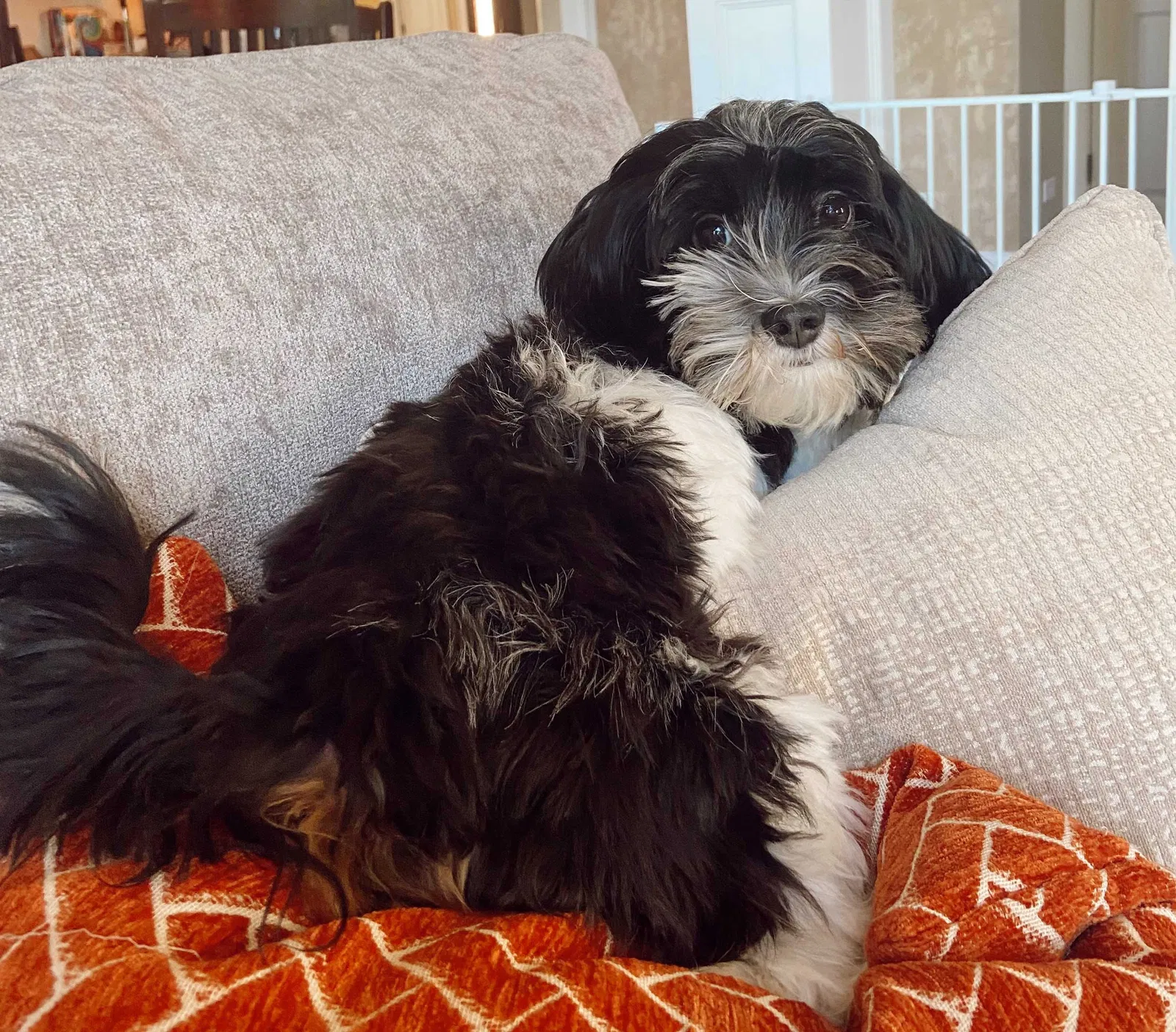 Lost dog in Algonquin, IL, 60102