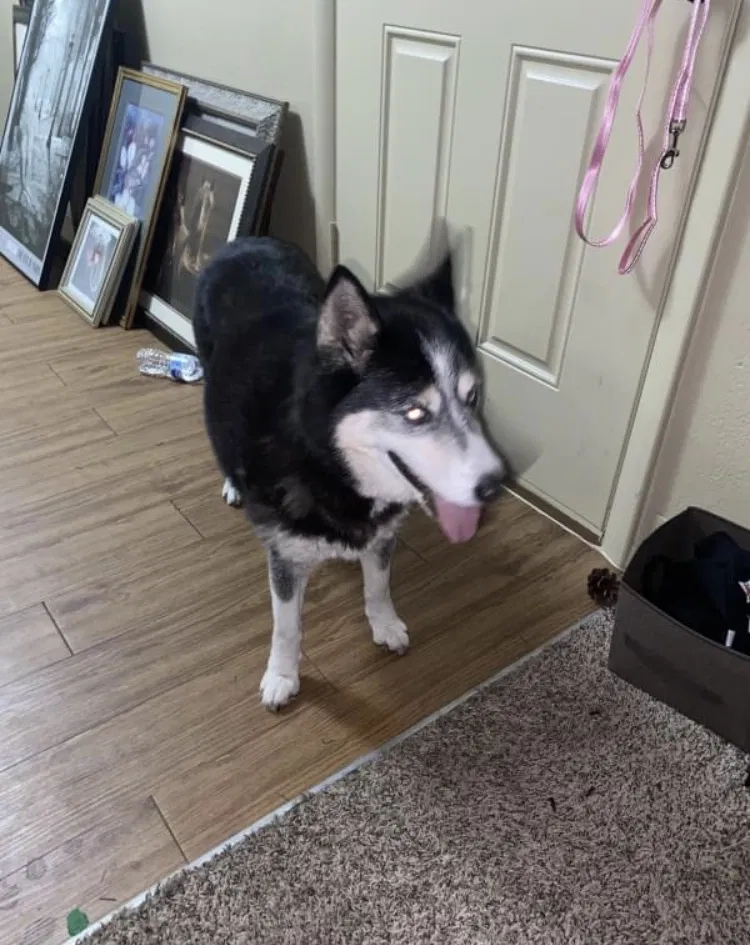 Lost dog in Oklahoma City, OK, 73127