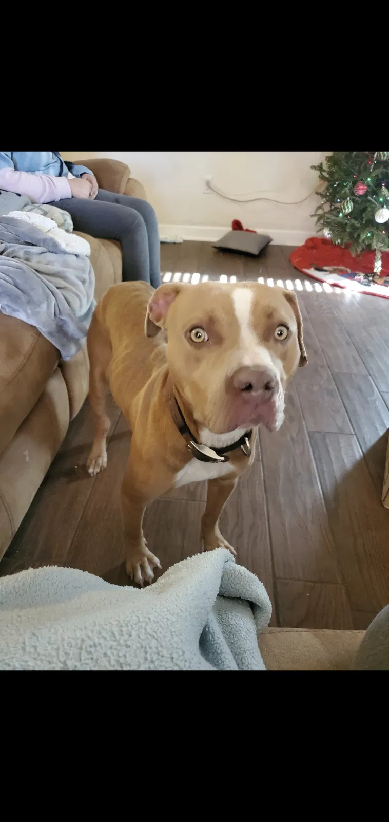 Found dog in Broussard, LA, 70518