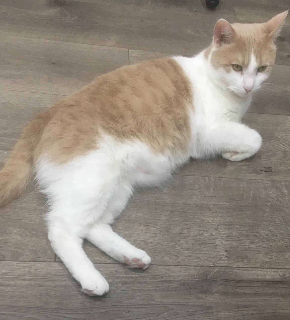 Lost cat in Baltimore, MD, 21213