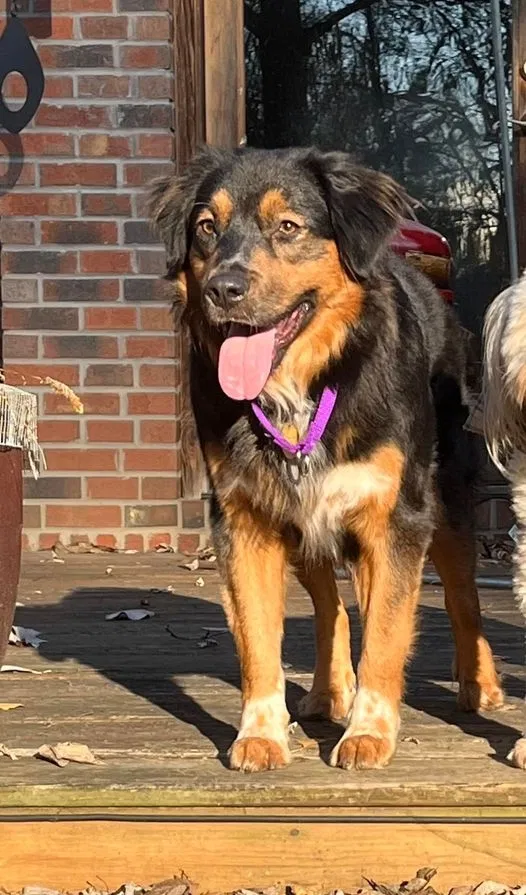Lost dog in Louisville, KY, 40213
