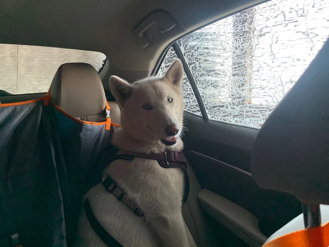 Lost dog in Salinas, CA, 93905