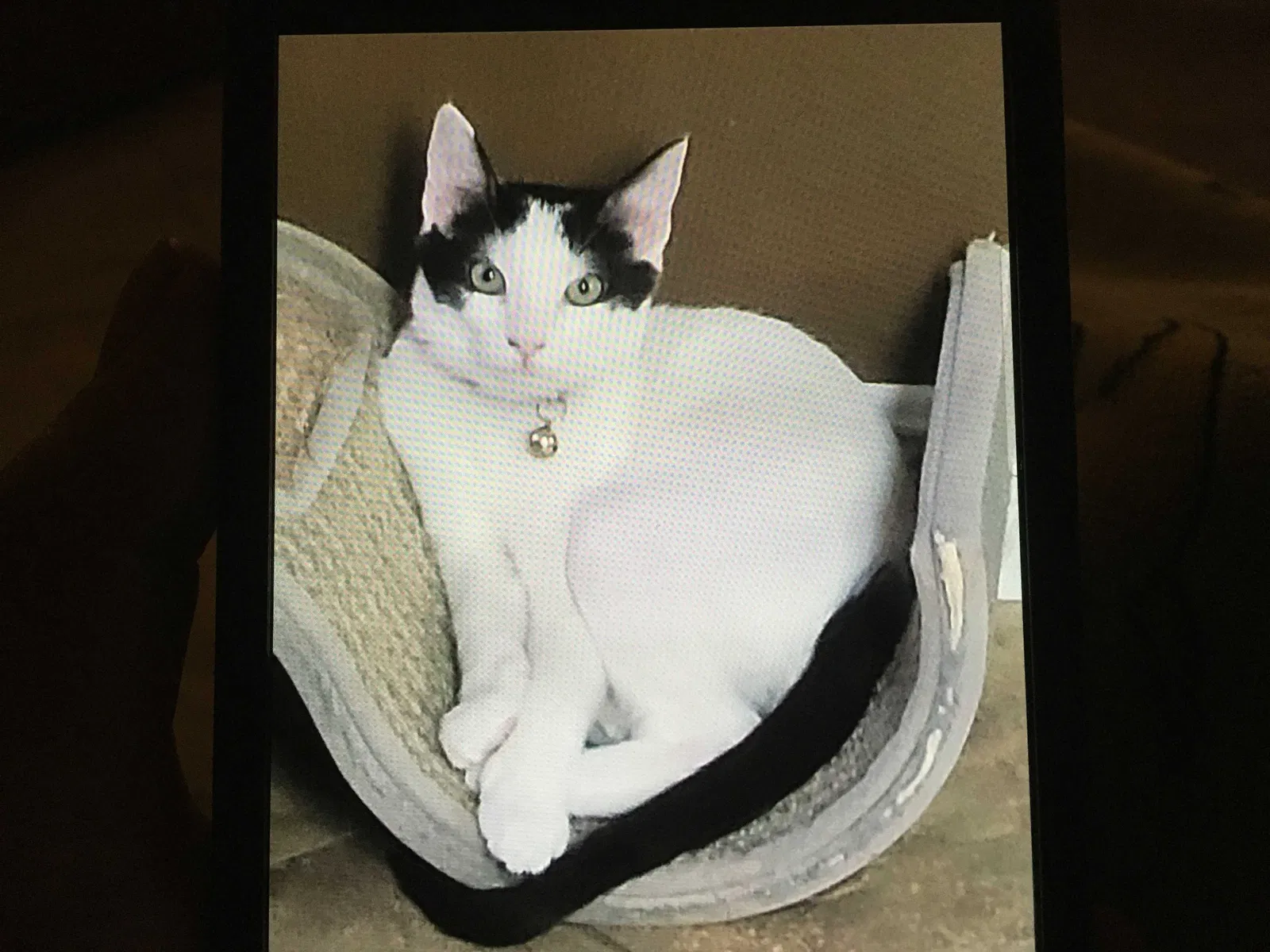 Lost cat in North Las Vegas, NV, 89085
