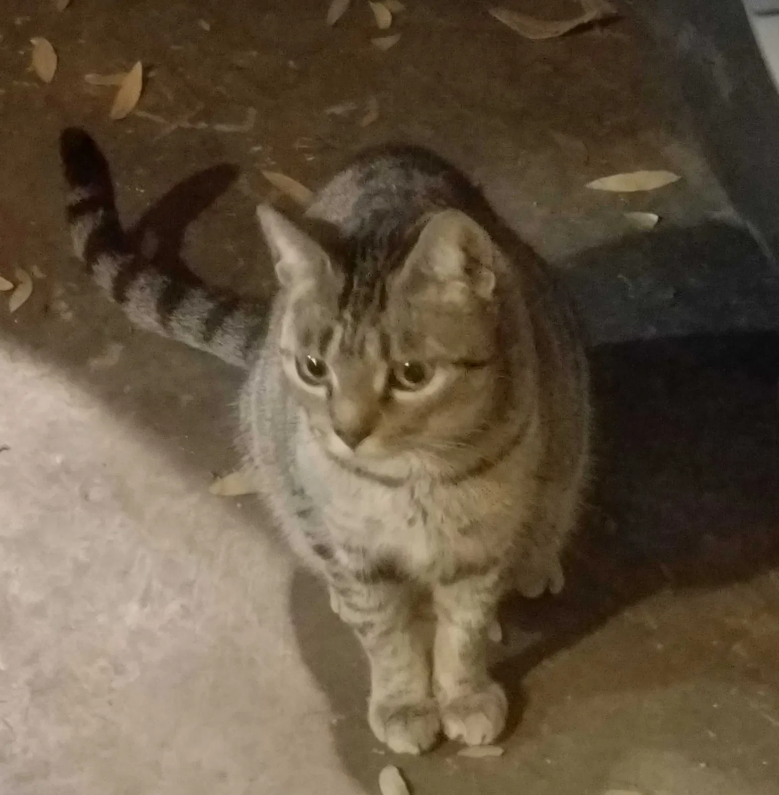 Found cat in Dora, AL, 35062