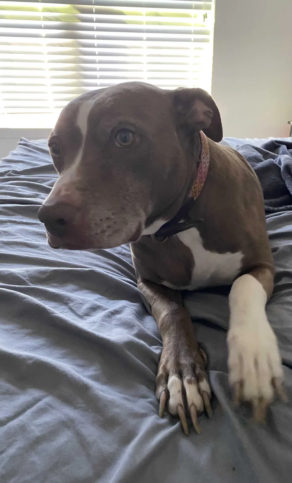 Found dog in Fort Worth, TX, 76177