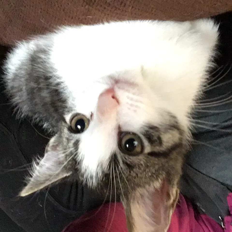 Lost cat in Cincinnati, OH, 45211