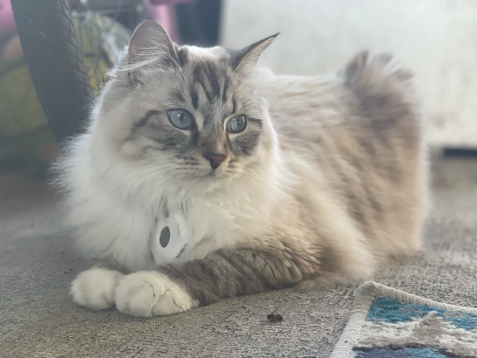Lost cat in Brandon, FL, 33511