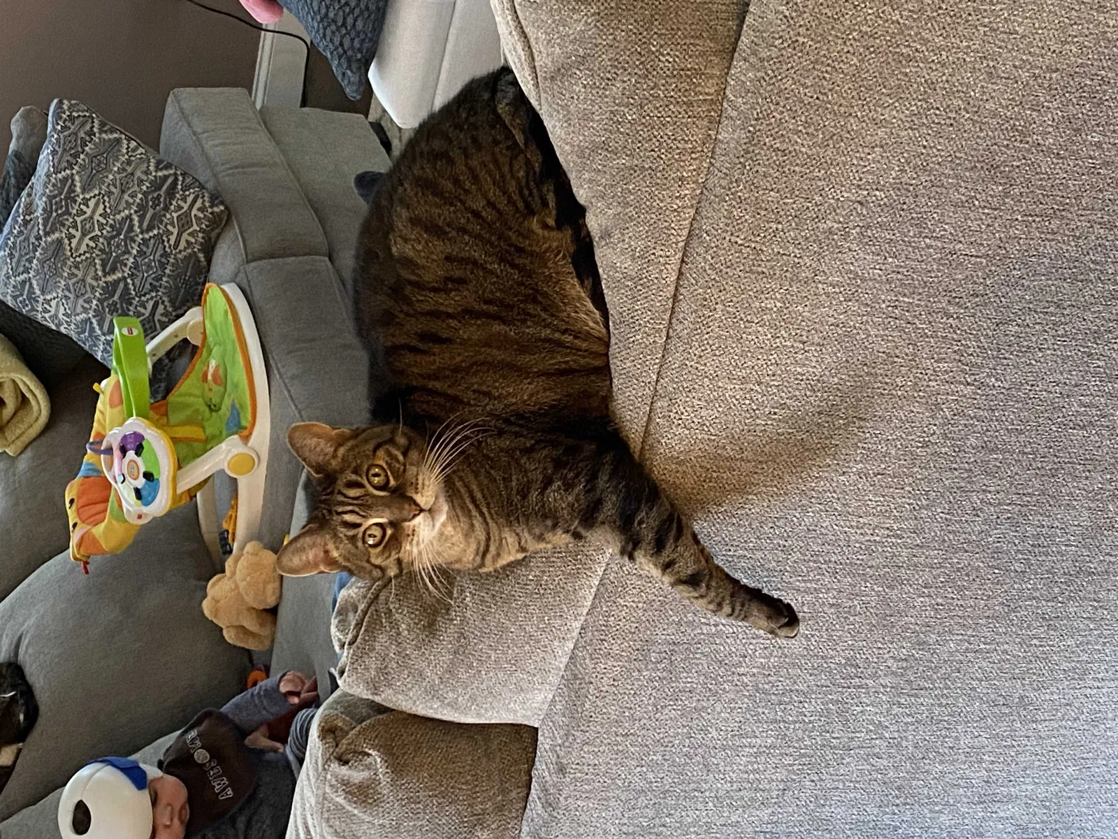 Lost cat in Ronkonkoma, NY, 11779