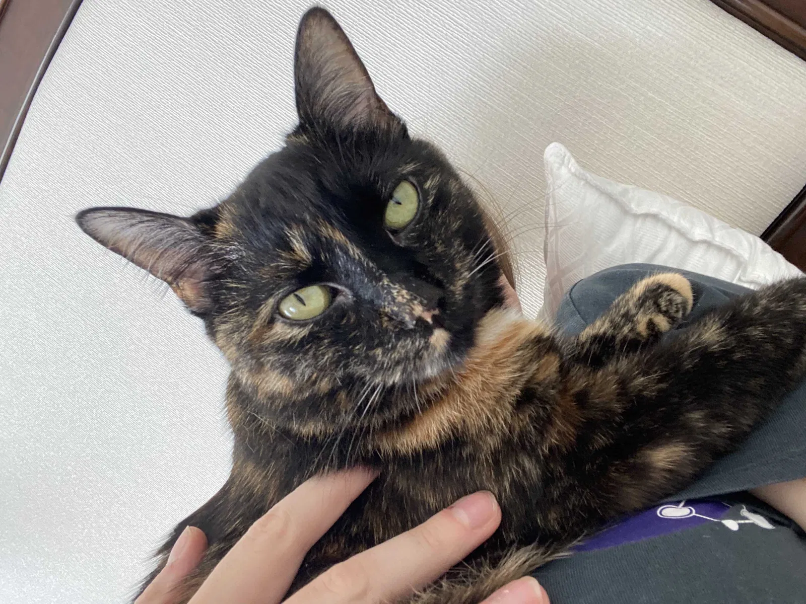 Lost cat in Feasterville Trevose, PA, 19053