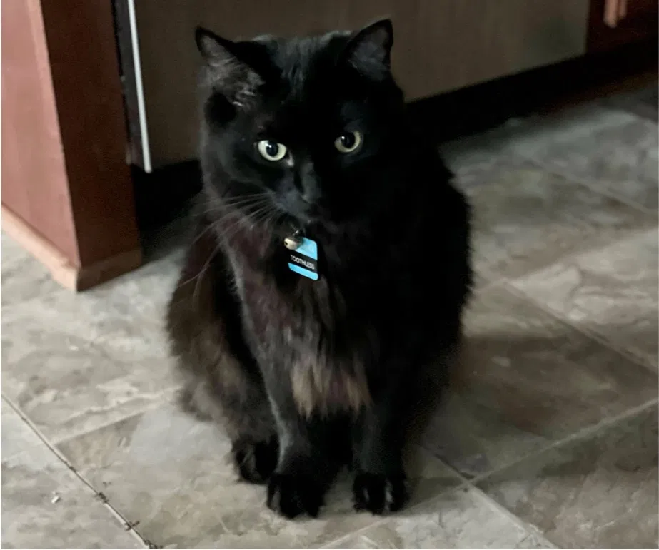 Lost cat in Cameron, NC, 28326