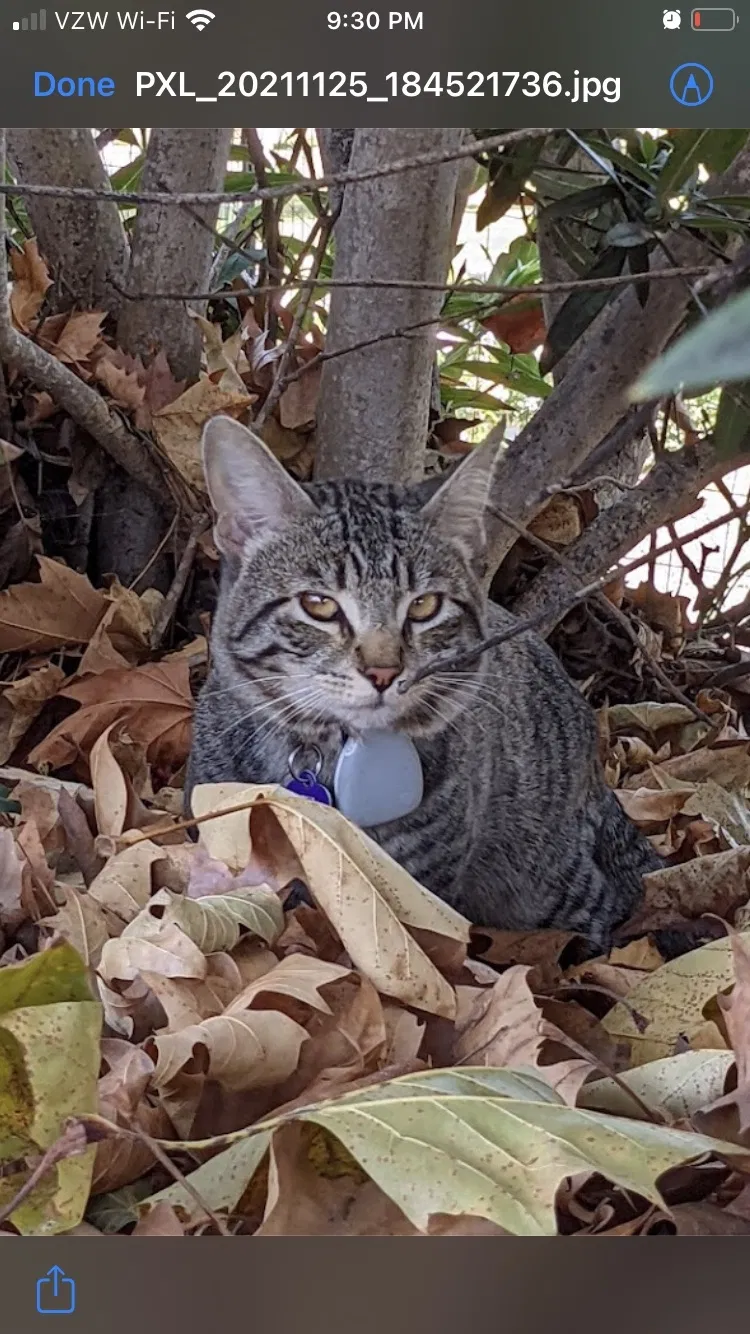 Lost cat in Temecula, CA, 92591