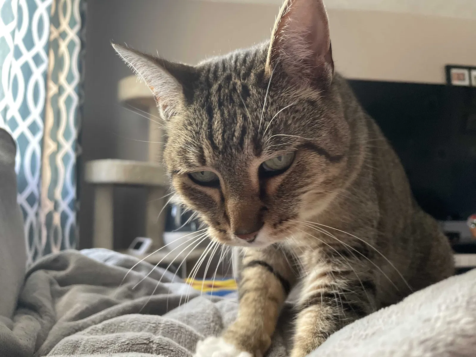 Lost cat in Indianapolis, IN, 46221
