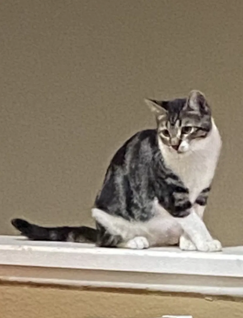 Lost cat in Temecula, CA, 92592