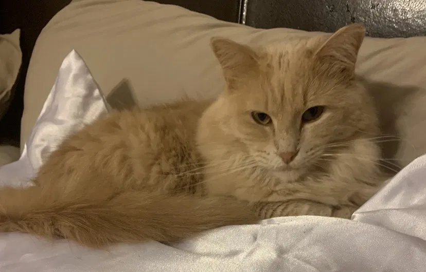 Lost cat in Lake Dallas, TX, 75065
