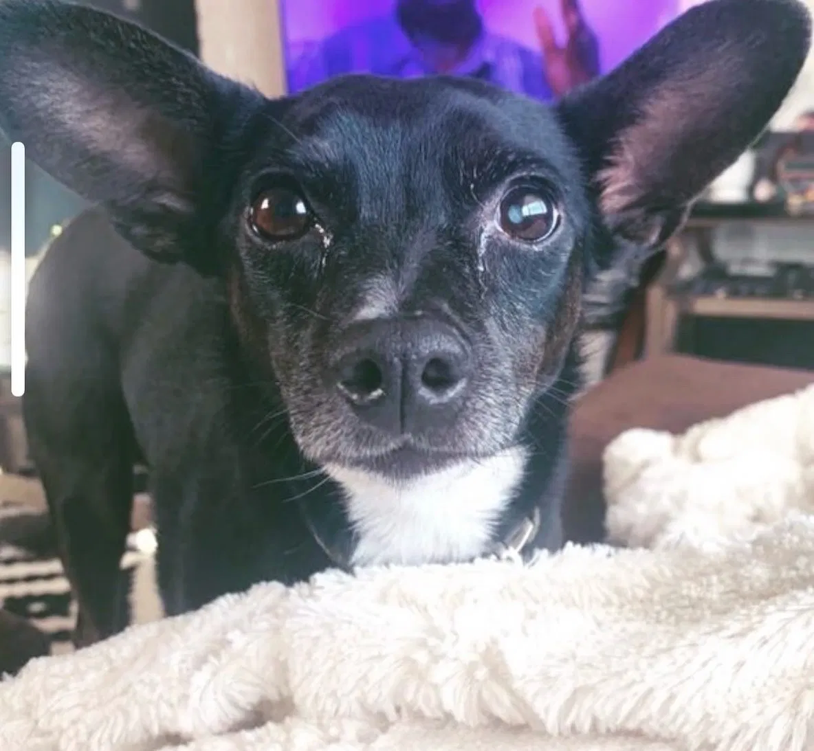 Lost dog in Salt Lake City, UT, 84123