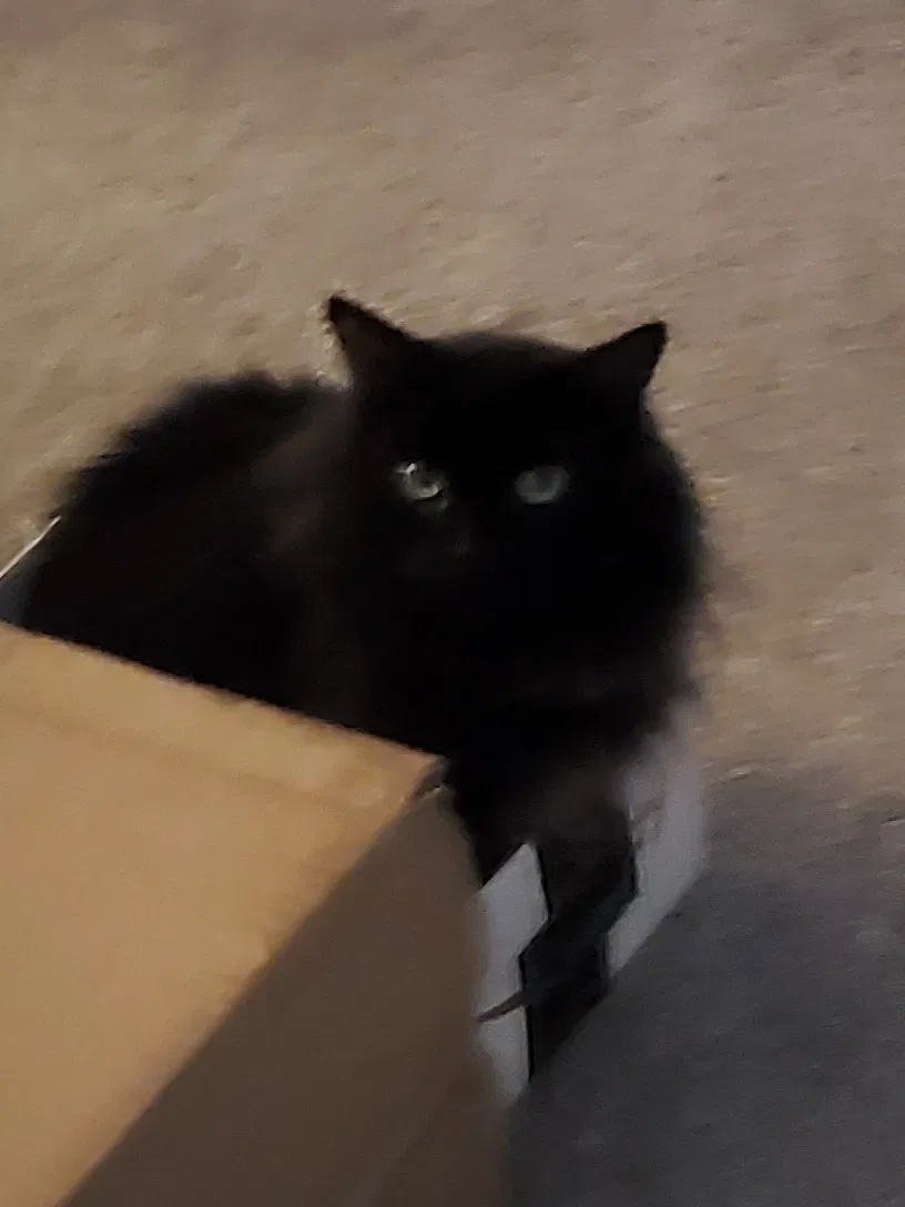 Lost cat in Mesa, AZ, 85201