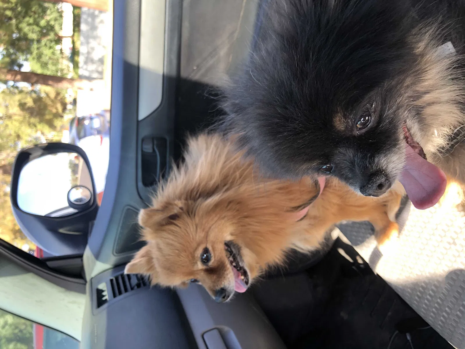 Lost dog in Phoenix, AZ, 85008
