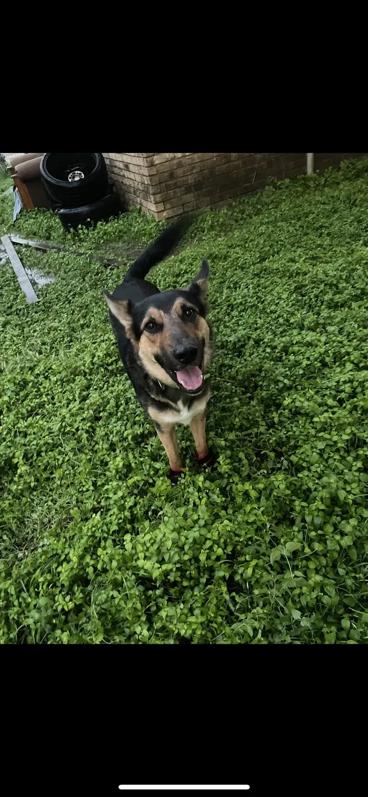Lost dog in Killeen, TX, 76541