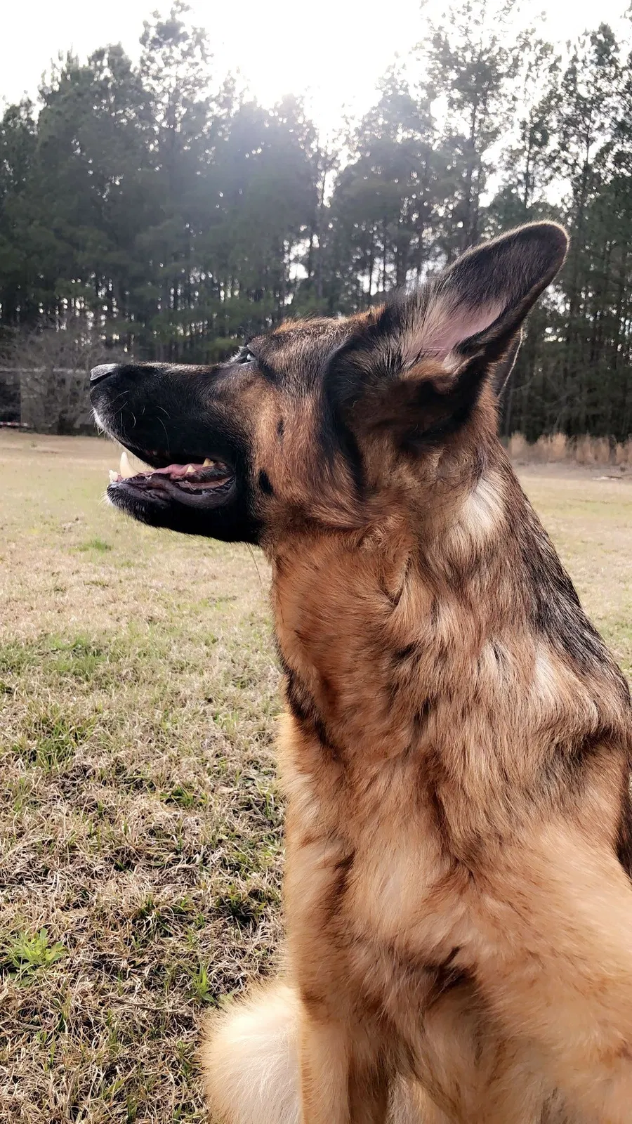 Lost dog in Statesboro, GA, 30458