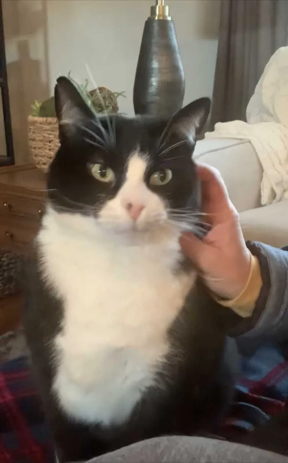 Lost cat in Greenwood, IN, 46143
