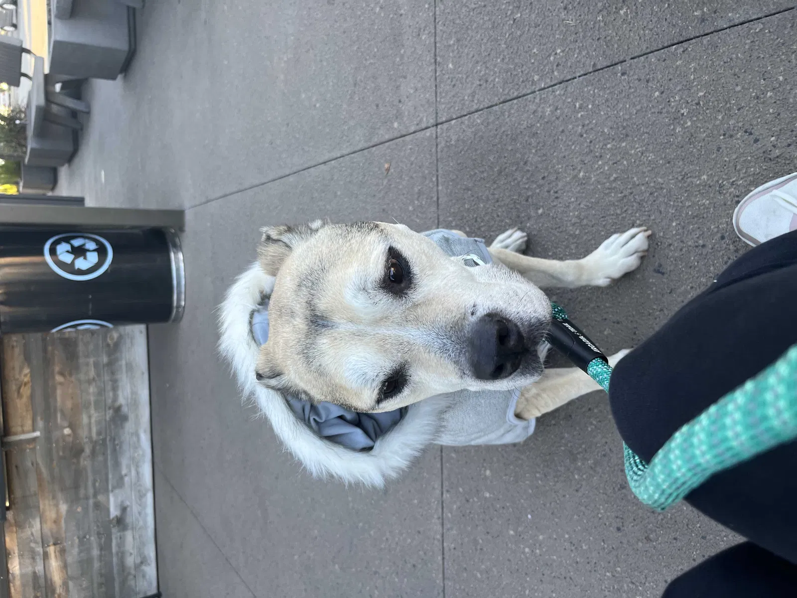 Lost dog in Glendora, CA, 91740
