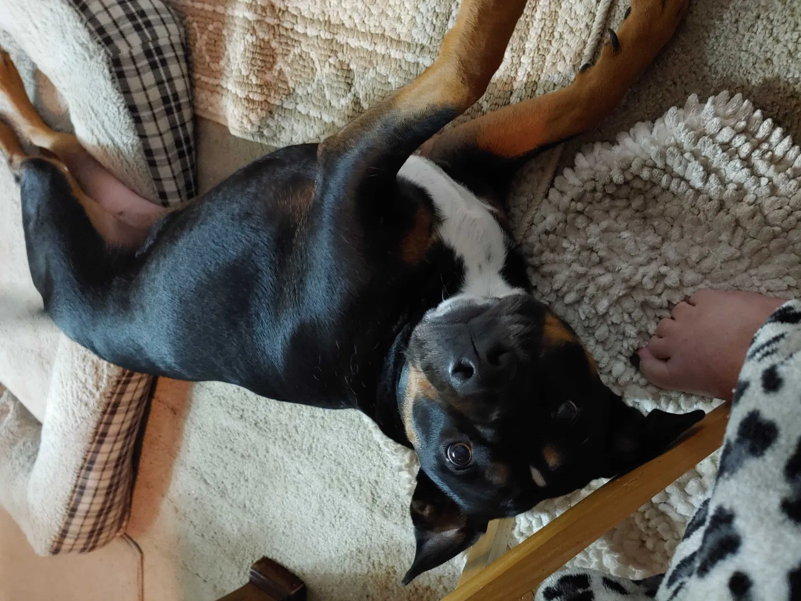 Lost dog in Fayetteville, NC, 28304