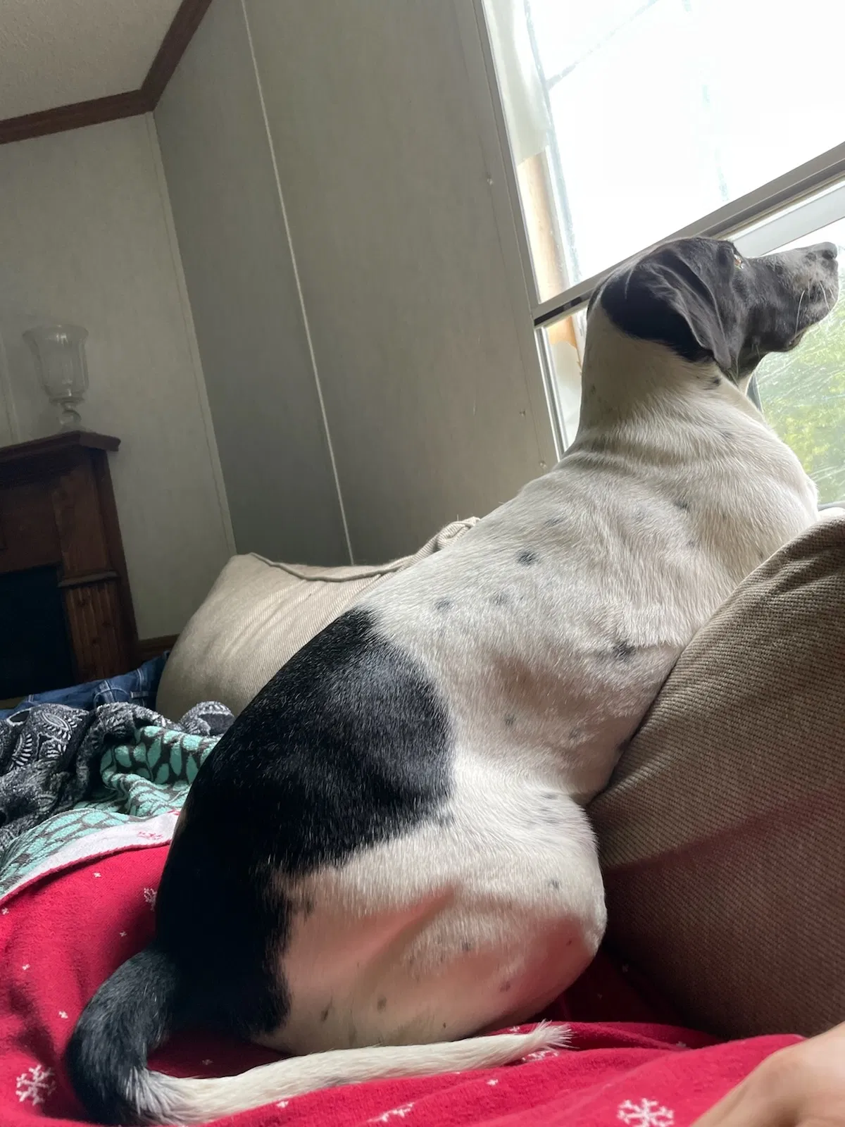 Lost dog in Statesboro, GA, 30458