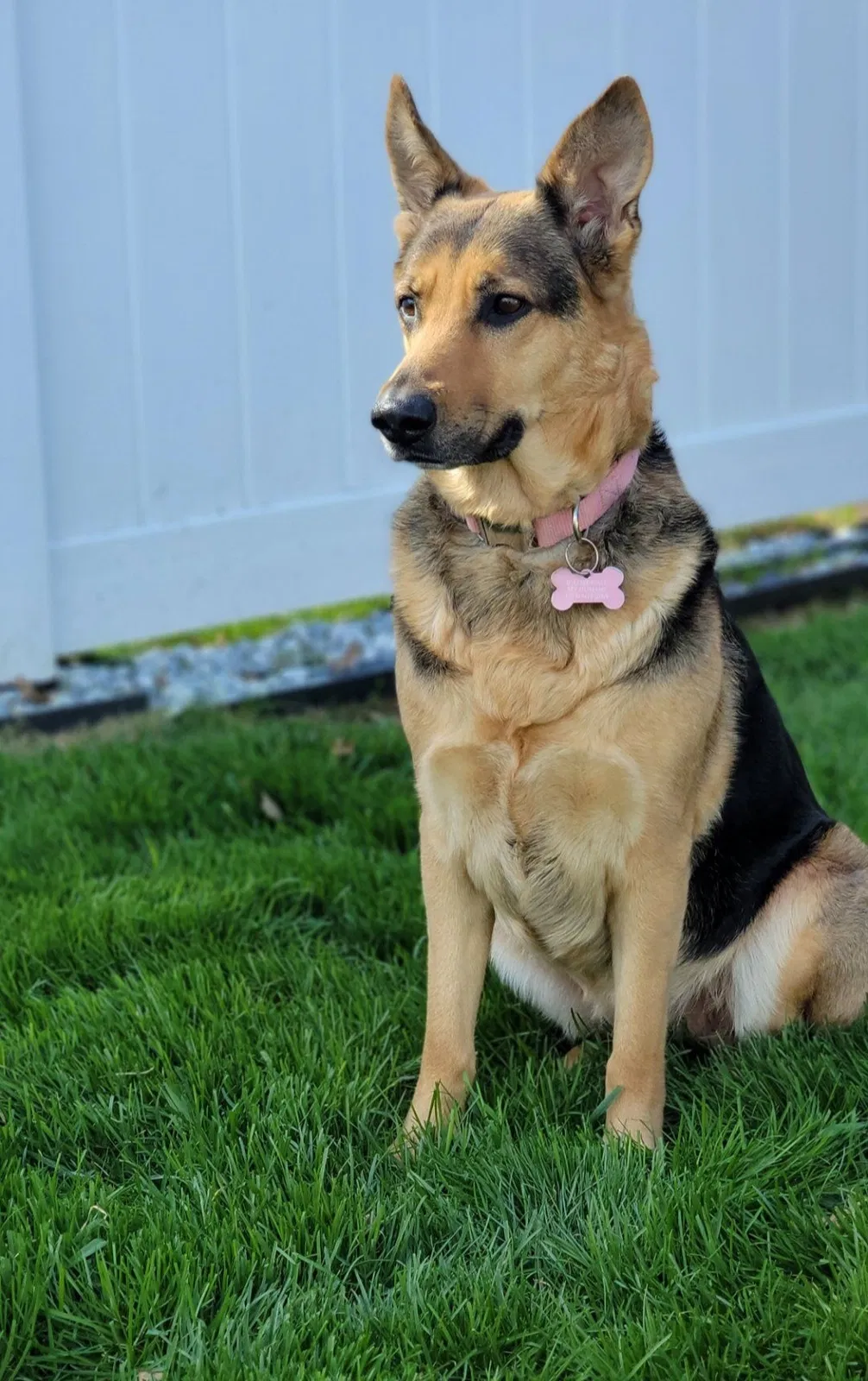 Lost dog in Des Plaines, IL, 60018