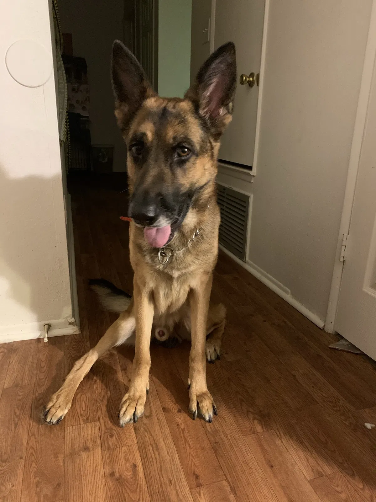 Lost dog in Kansas City, KS, 66101