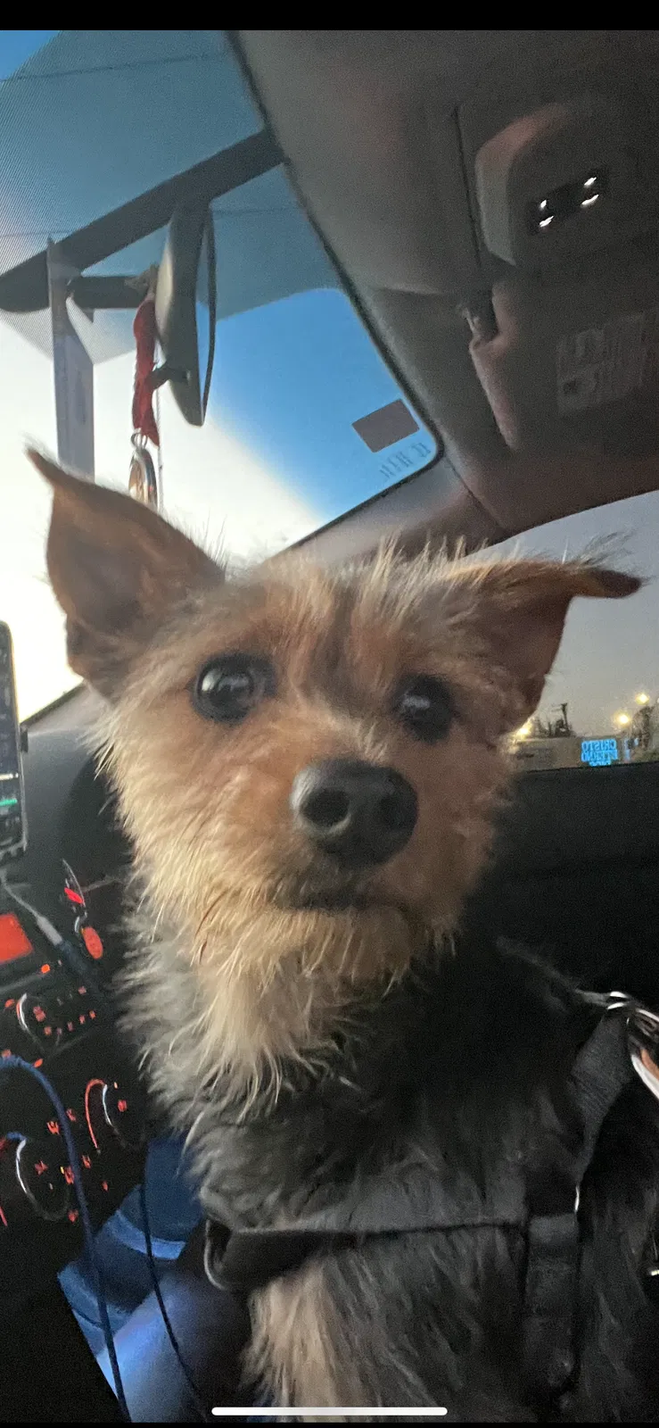 Lost dog in Hialeah, FL, 33012