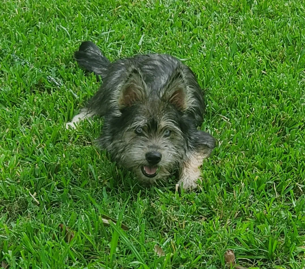Lost dog in Baytown, TX, 77521