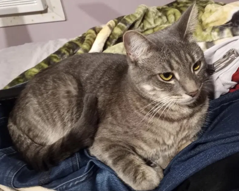 Lost cat in Trenton, NJ, 8629
