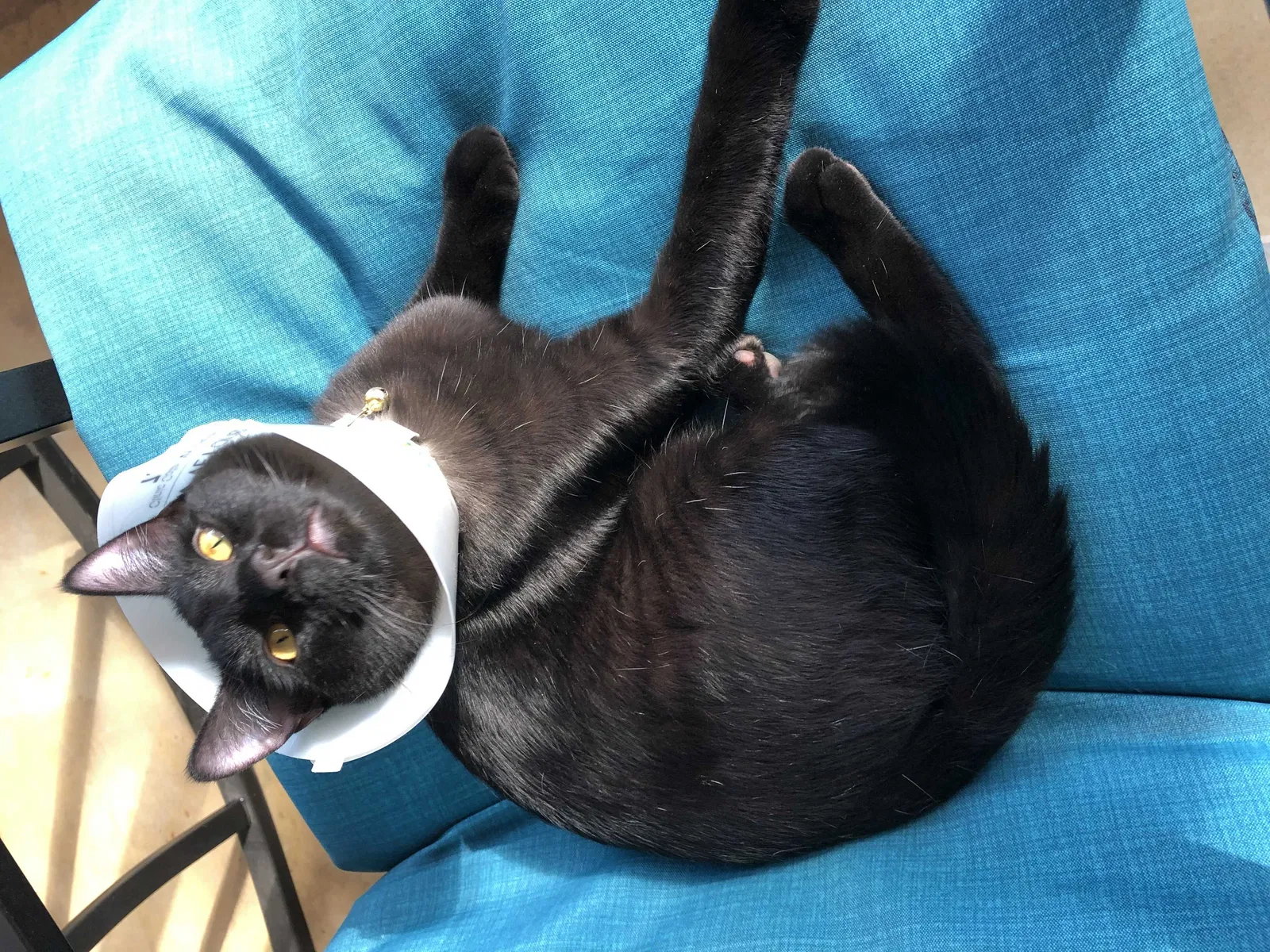 Lost cat in San Antonio, TX, 78250