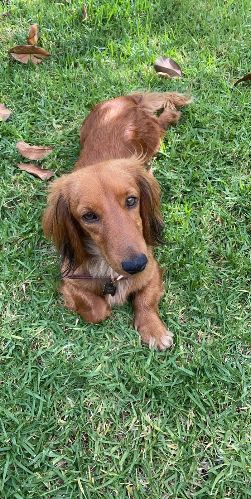 Lost dog in Pacoima, CA, 91331
