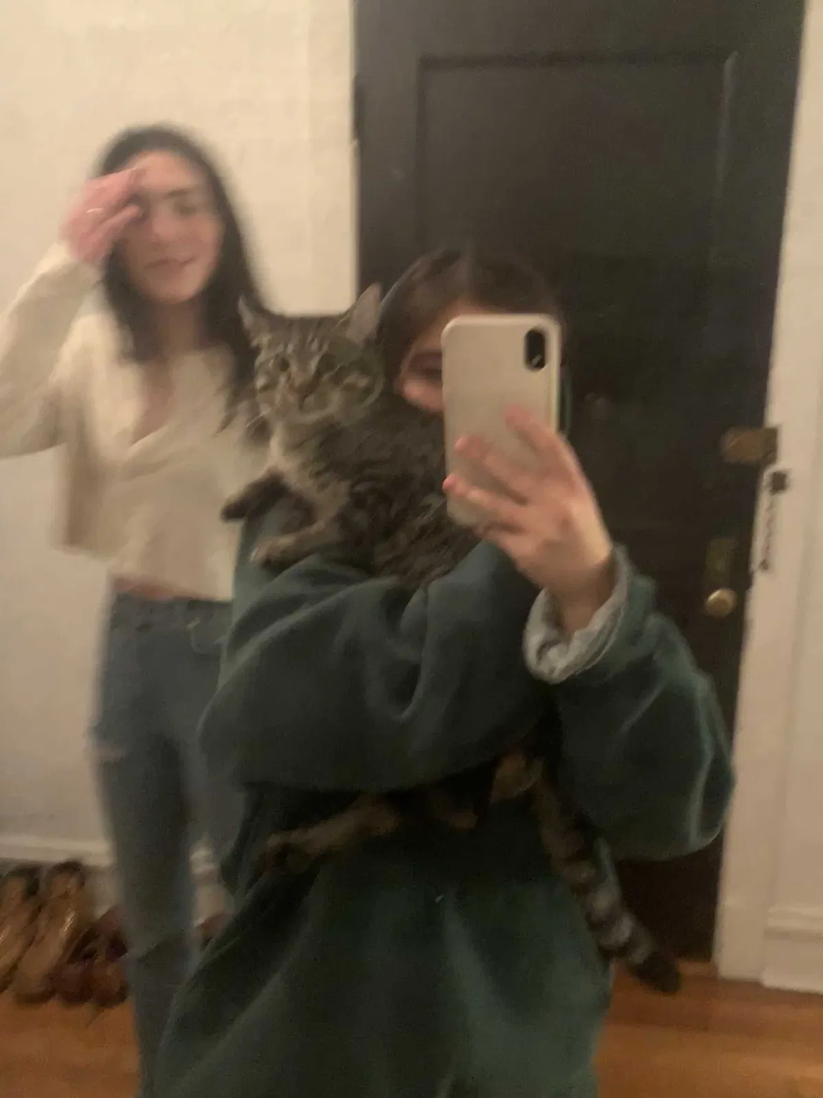 Lost cat in Chicago, IL, 60626