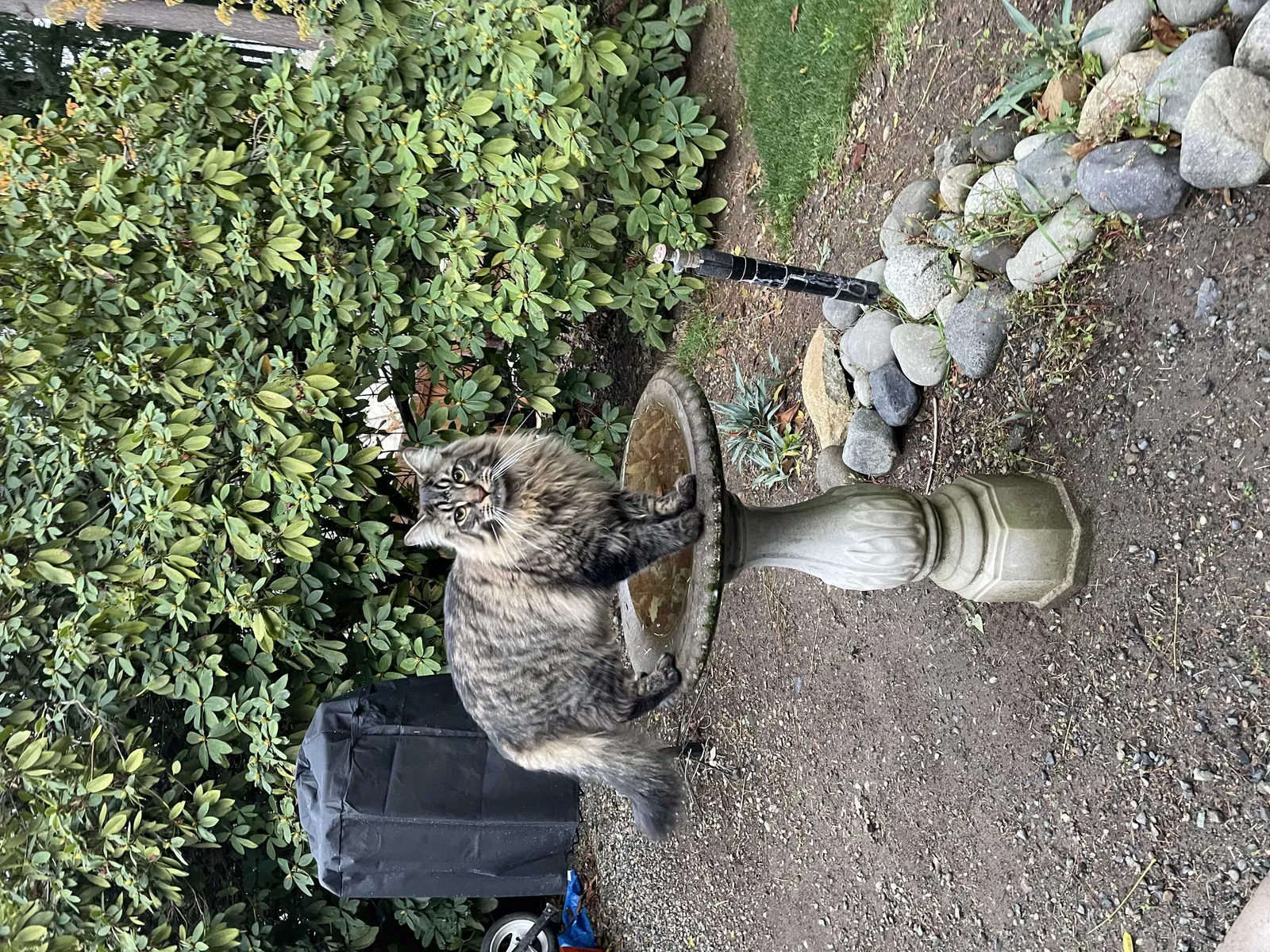 Lost cat in Gig Harbor, WA, 98335