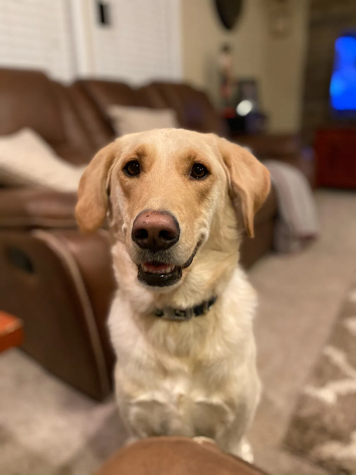 Lost dog in Canyon, TX, 79015