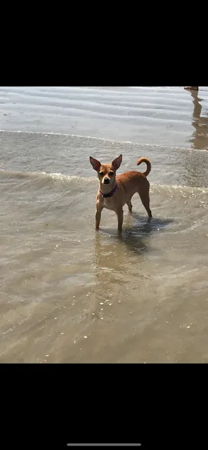 Lost dog in Pasadena, TX, 77502