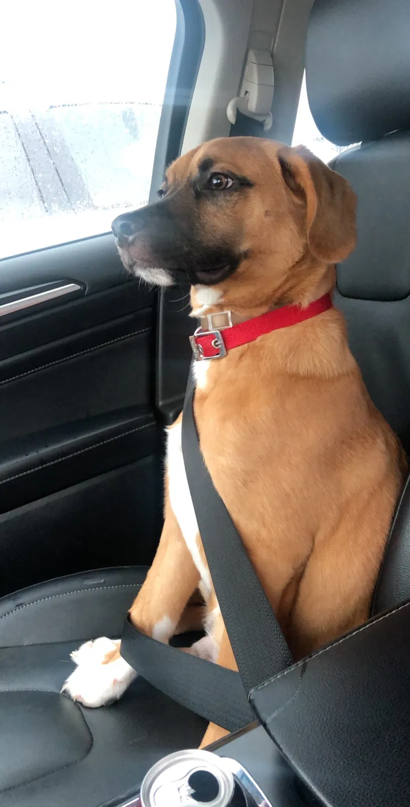 Lost dog in Vicksburg, MS, 39180