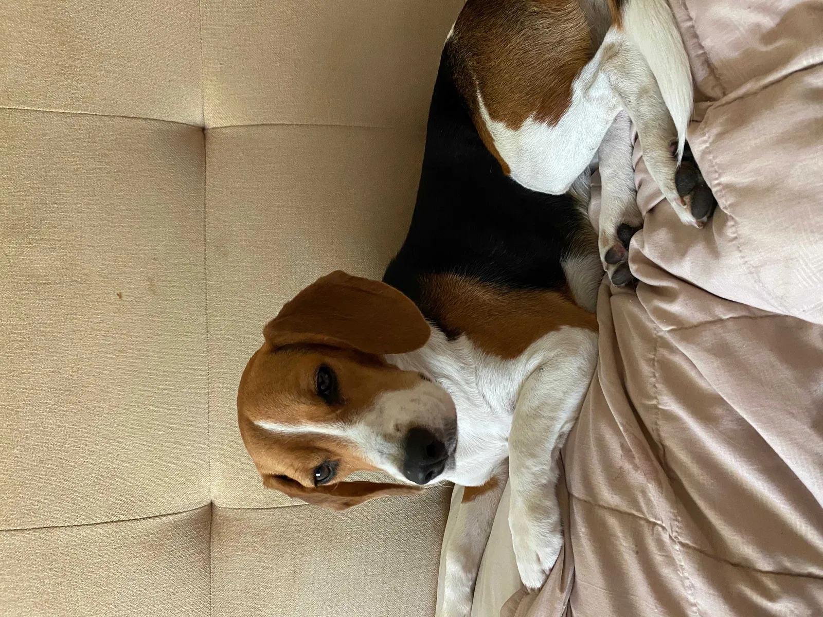 Lost dog in Granada Hills, CA, 91344