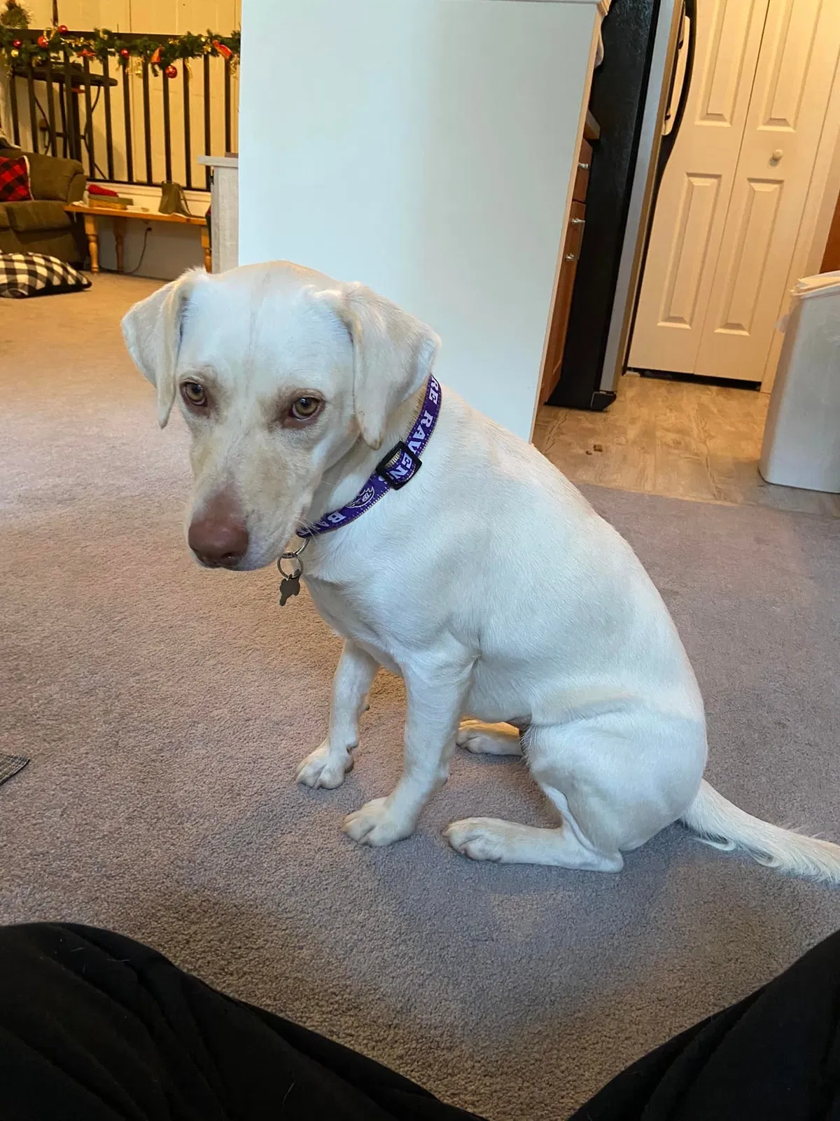 Lost dog in Halethorpe, MD, 21227