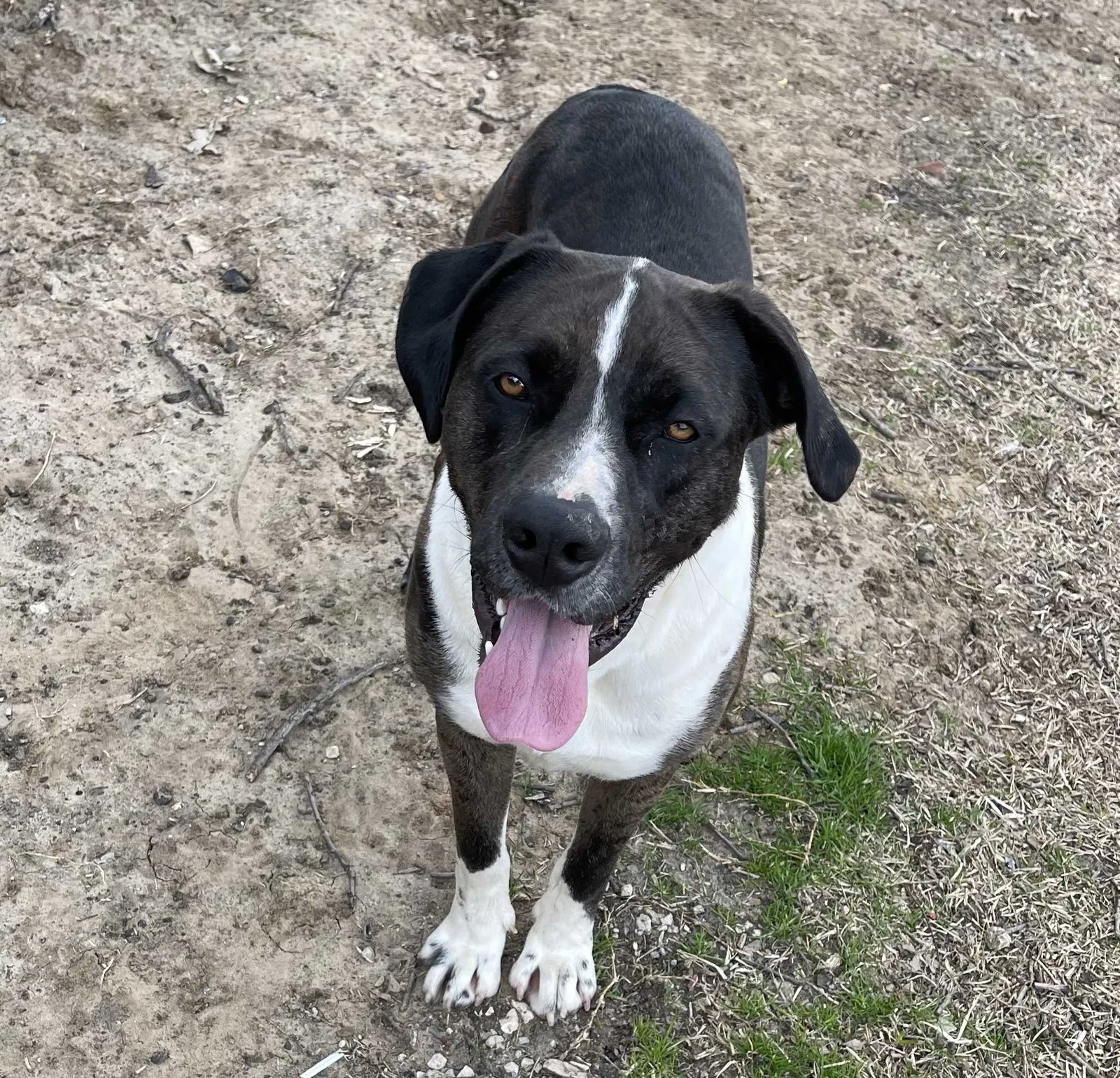 Lost dog in Mesquite, TX, 75150